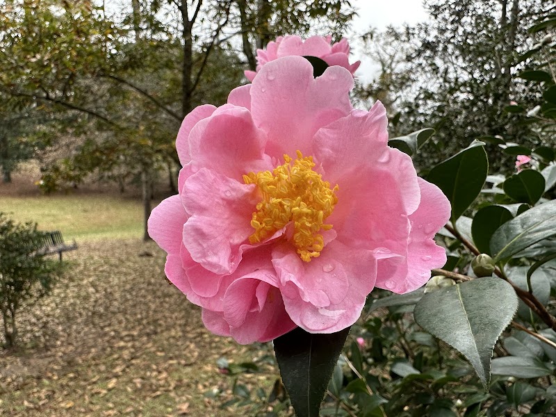 Dr. William Green Lee Camellia Garden playground photo 1