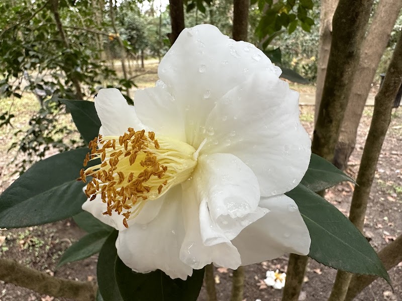 Dr. William Green Lee Camellia Garden playground photo 2